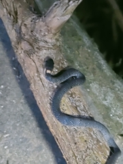 Pareas margaritophorus