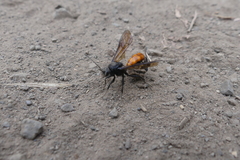 Elaphroptera scoliaeformis