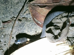 Pareas margaritophorus