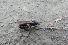 Elaphroptera scoliaeformis