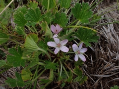 Geranium antrorsum