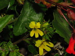 Euphrasia chrysantha