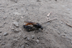 Elaphroptera scoliaeformis