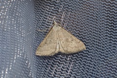 Dichromodes usurpatrix