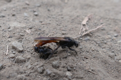 Elaphroptera scoliaeformis