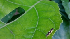Erythrogonia gossana