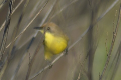 Pseudocolopteryx citreola