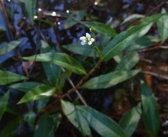 Persicaria dichotoma