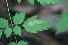 Phytomyza actaeivora