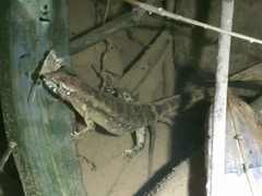 Tropidophorus microlepis