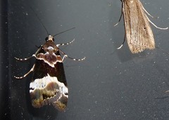 Eudonia aspidota