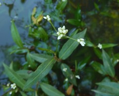 Persicaria dichotoma