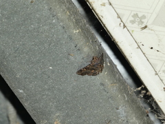 Metalectra praecisalis