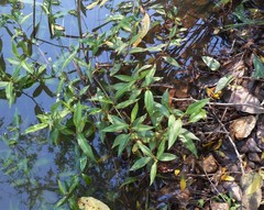 Persicaria dichotoma