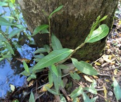 Persicaria dichotoma