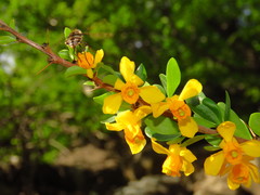 Berberis montana