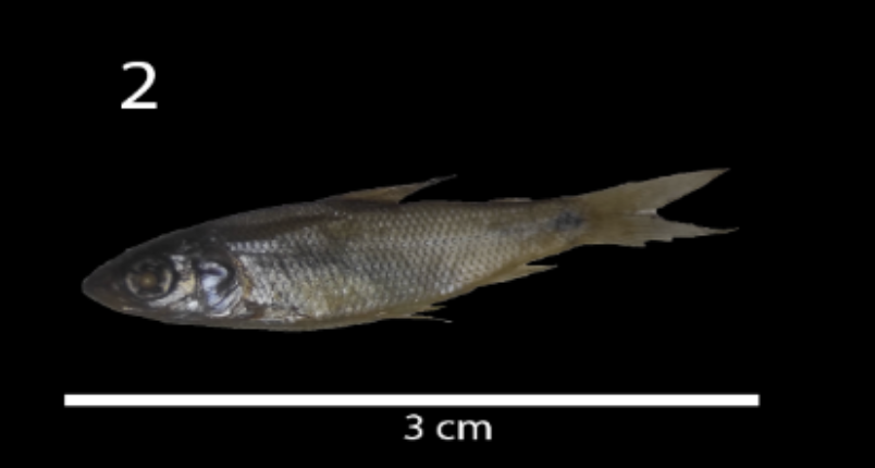 Boehlke's curimata (Pseudocurimata boehlkei) — Curimatidae