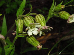Silene chilensis