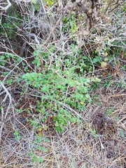 Ribes divaricatum pubiflorum