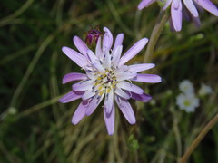 Leucheria glacialis