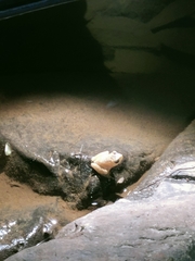 Raorchestes parvulus