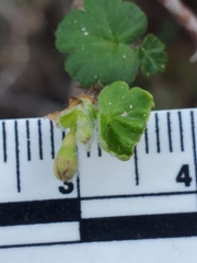 Ribes divaricatum pubiflorum