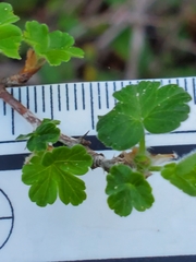Ribes divaricatum pubiflorum