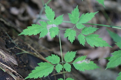 Phytomyza actaeivora