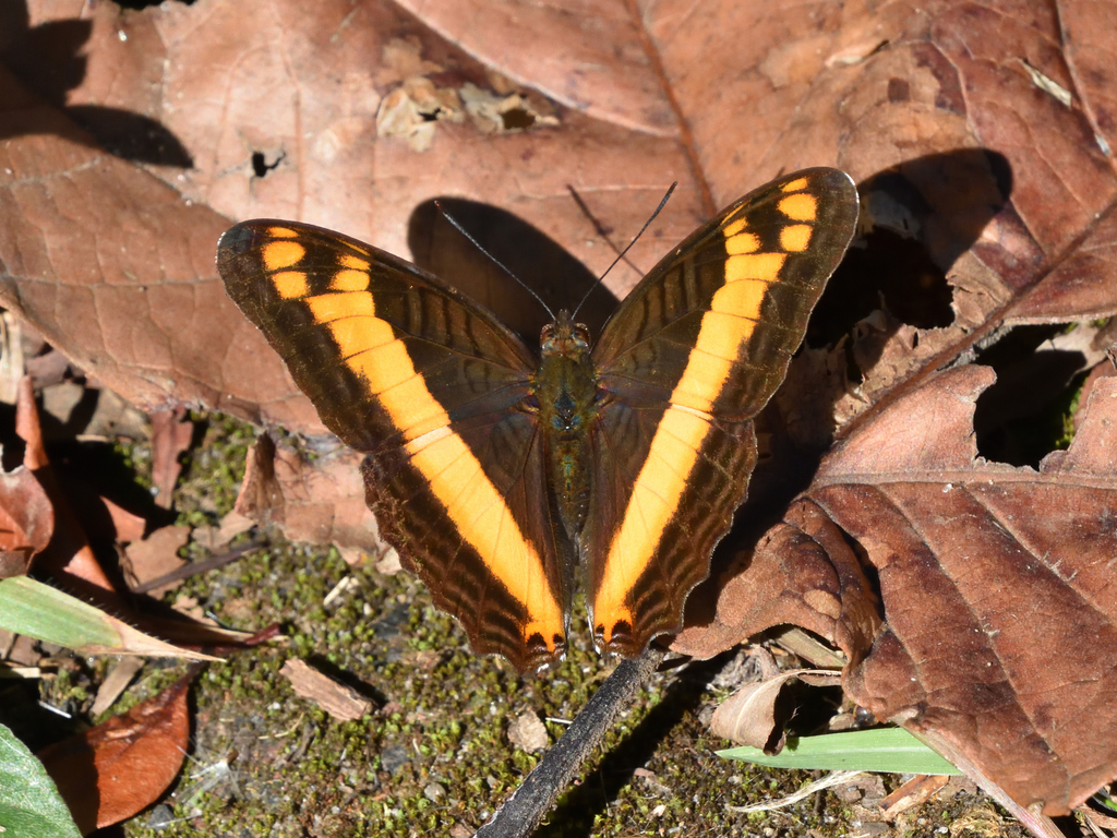 Orange-striped Sister