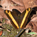 Orange-striped Sister - Photo (c) Carlos Arturo Marín Medina, some rights reserved (CC BY-NC), uploaded by Carlos Arturo Marín Medina