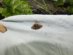 Metalectra praecisalis