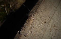 Phaeosaces apocrypta