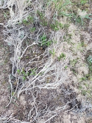 Linanthus californicus