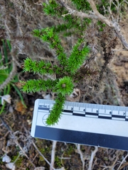 Linanthus californicus