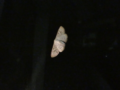 Leptostales terminata