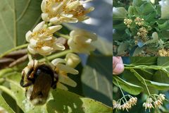 Tilia americana heterophylla