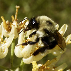 Tilia americana heterophylla
