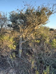 Quercus agrifolia agrifolia
