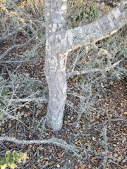 Quercus agrifolia agrifolia
