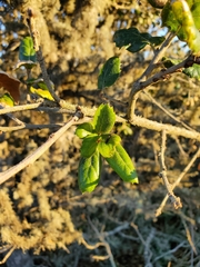 Quercus agrifolia agrifolia