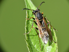 Polistes pacificus