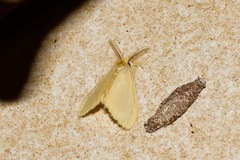Euproctis lutea