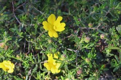 Hibbertia hypericoides hypericoides