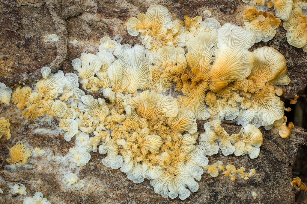Lentinus copulatus