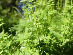 Galium leiocarpum