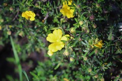 Hibbertia hypericoides hypericoides