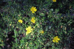 Hibbertia hypericoides hypericoides