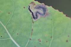 Stigmella populetorum