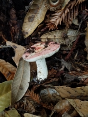Russula bicolor