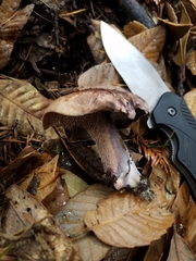 Hydnellum fuscoindicum